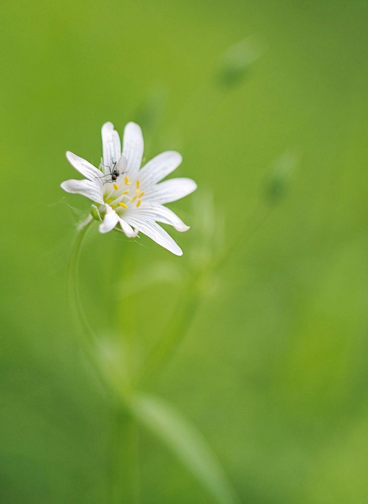 Fuji X-Pro 1, Leica Macro-Elmarit 60/2.8