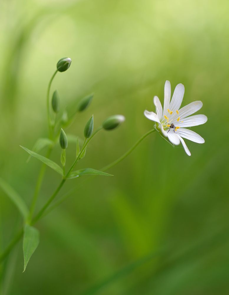 Fuji X-Pro 1, Leica Macro-Elmarit 60/2.8