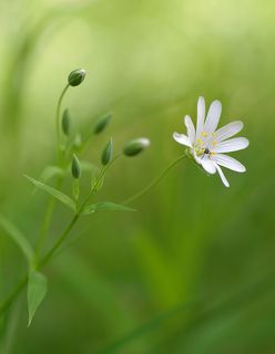 Fuji X-Pro 1, Leica Macro-Elmarit 60/2.8