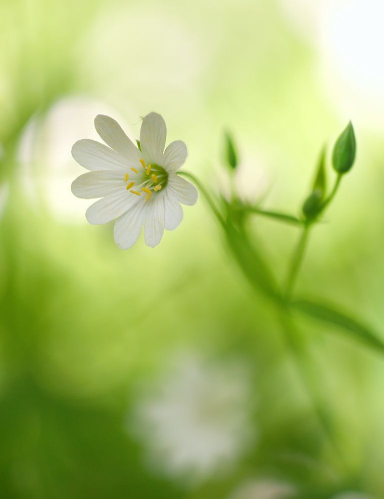 Fuji X-Pro 1, Leica Macro-Elmarit 60/2.8