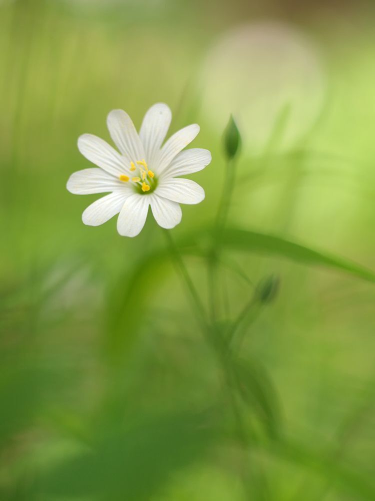 Fuji X-Pro 1, Leica Macro-Elmarit 60/2.8