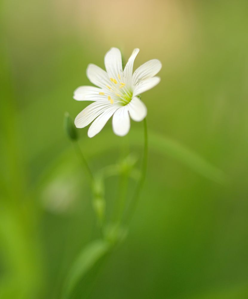 Fuji X-Pro 1, Leica Macro-Elmarit 60/2.8