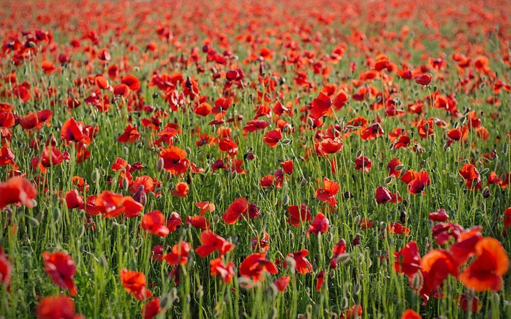 Poppy Seeds