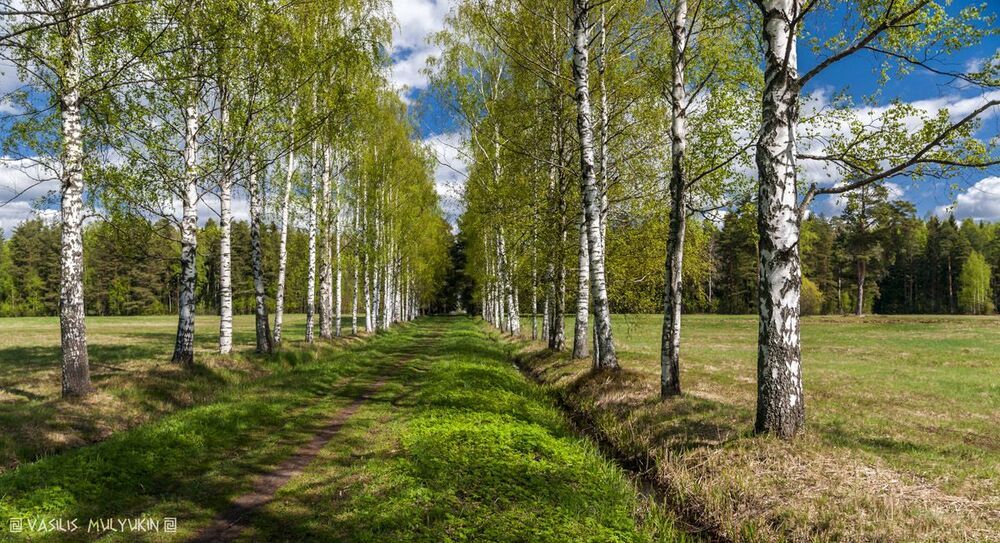 В Павловском парке ...