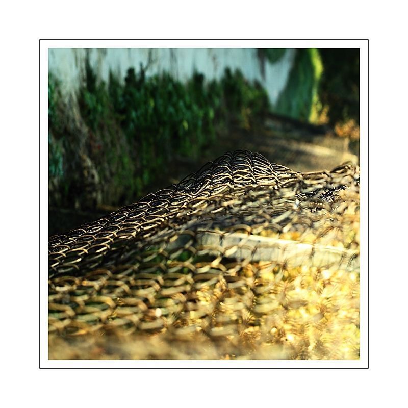 fence