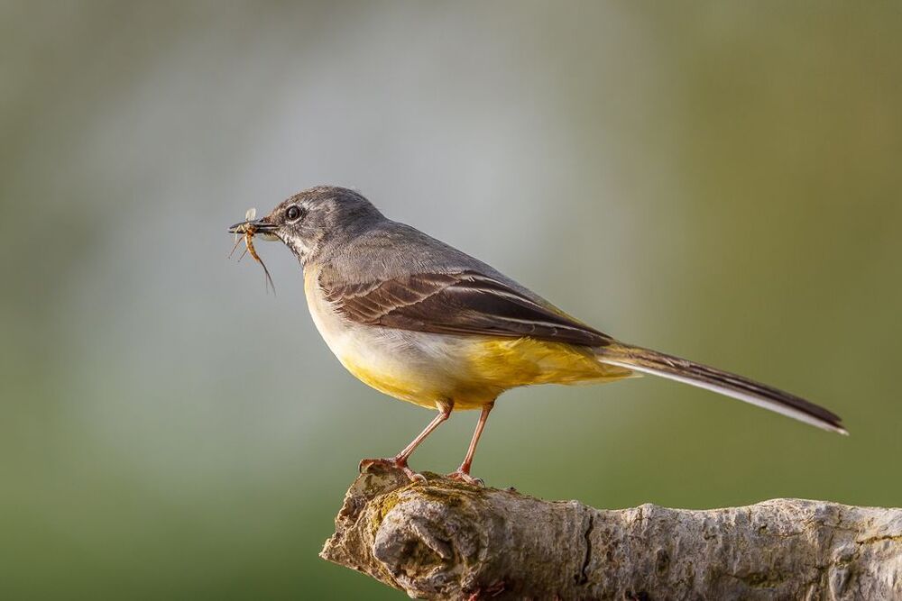 Grey wagtails