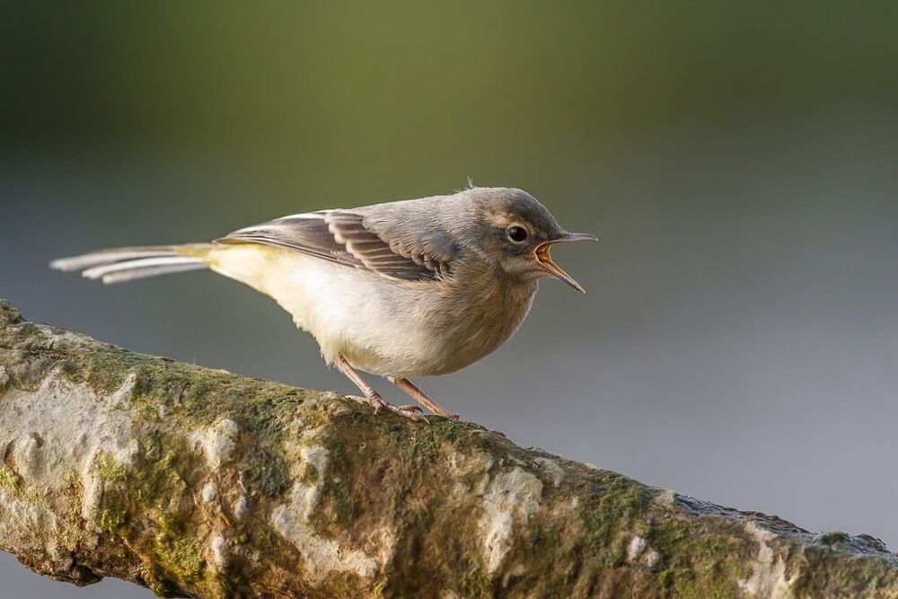 Grey wagtails