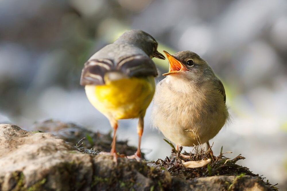 Grey wagtails