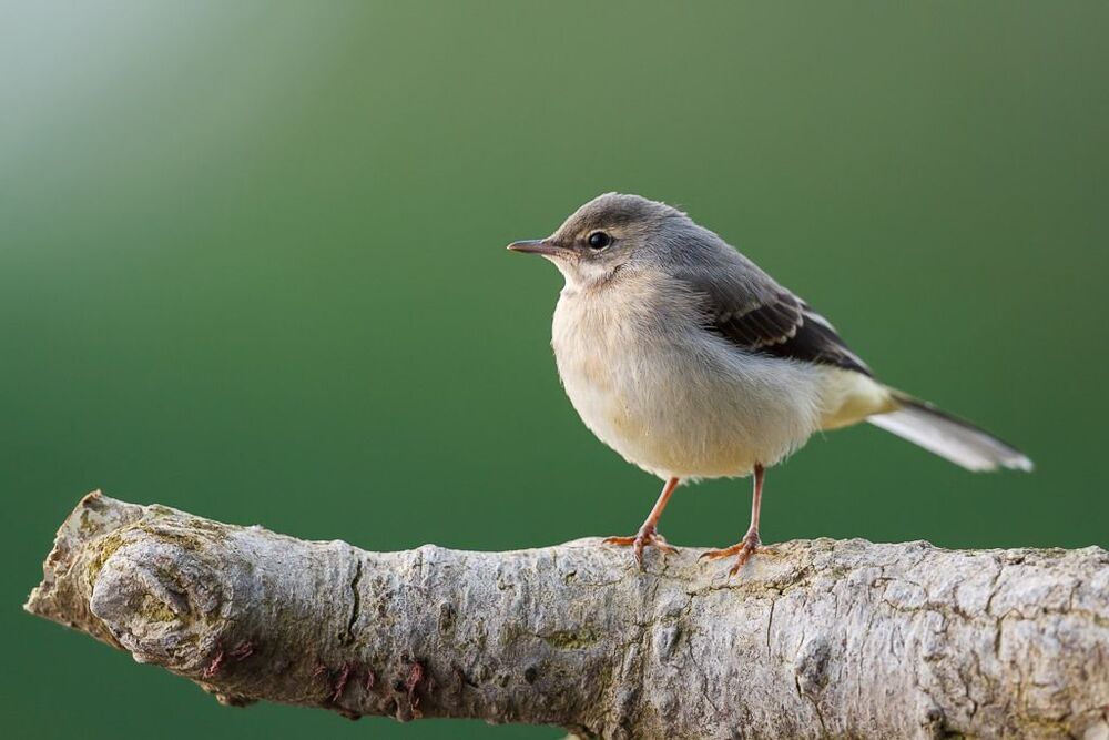 Grey wagtails