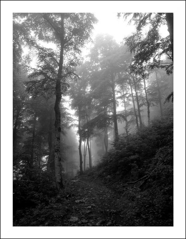 Fog in forest