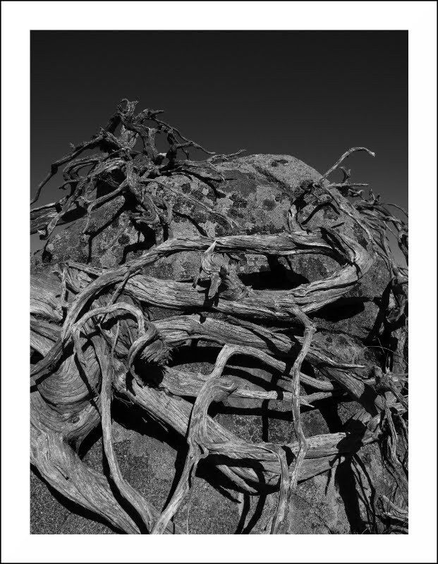 Roots