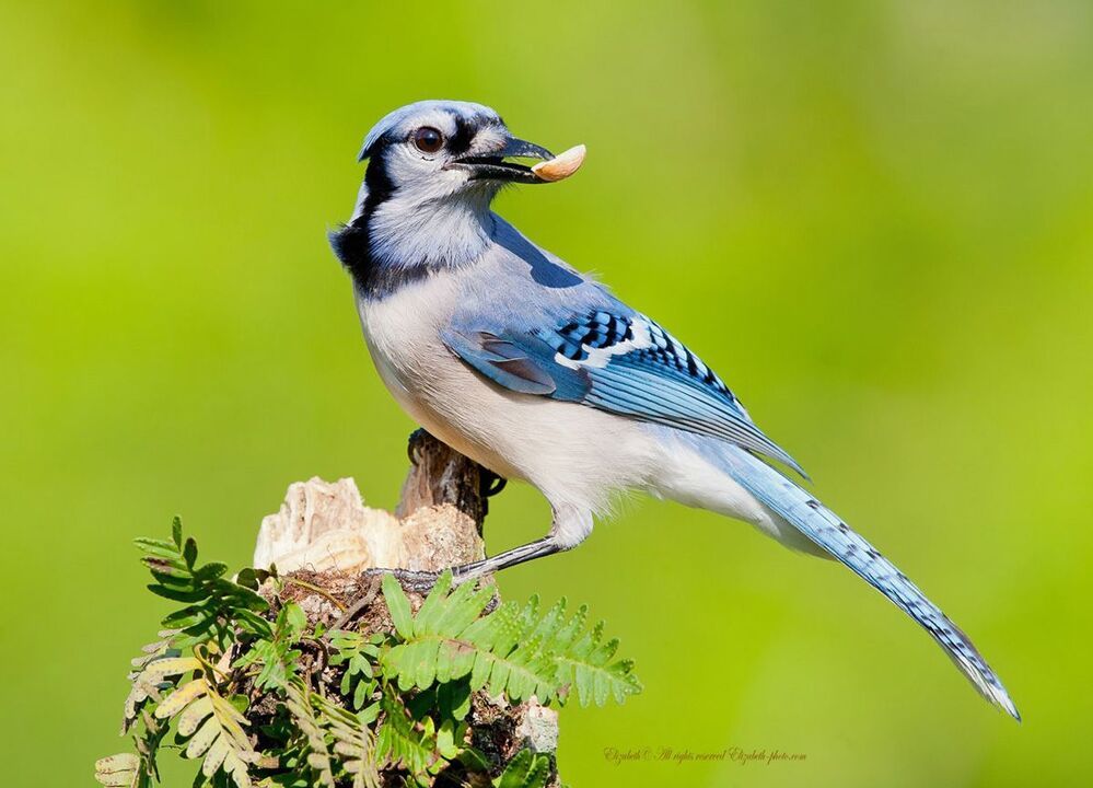 Голубая сойка (Blue Jay) - очень красивая птица с длинным ярко-синим хохолком. Хвост длинный. Размер голубой сойки составляет около 30 см.

Характерным признаком является голубая спинка, короткий синий гребешок, чёрное ожерелье, сине-чёрно-белый узор на крыльях и чёрно-белый полосатый хвост.
Обитает в Северной Америке.