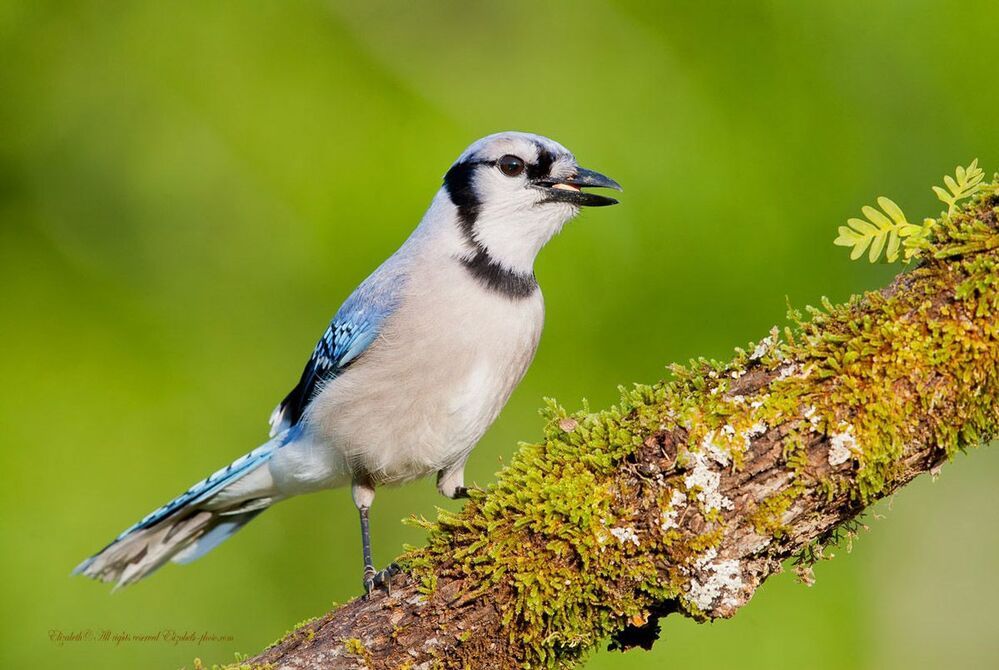 Голубая сойка - Blue Jay