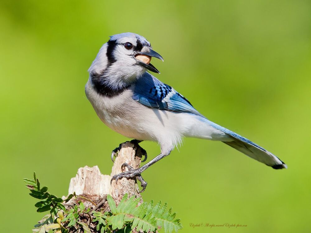 Голубая сойка - Blue Jay