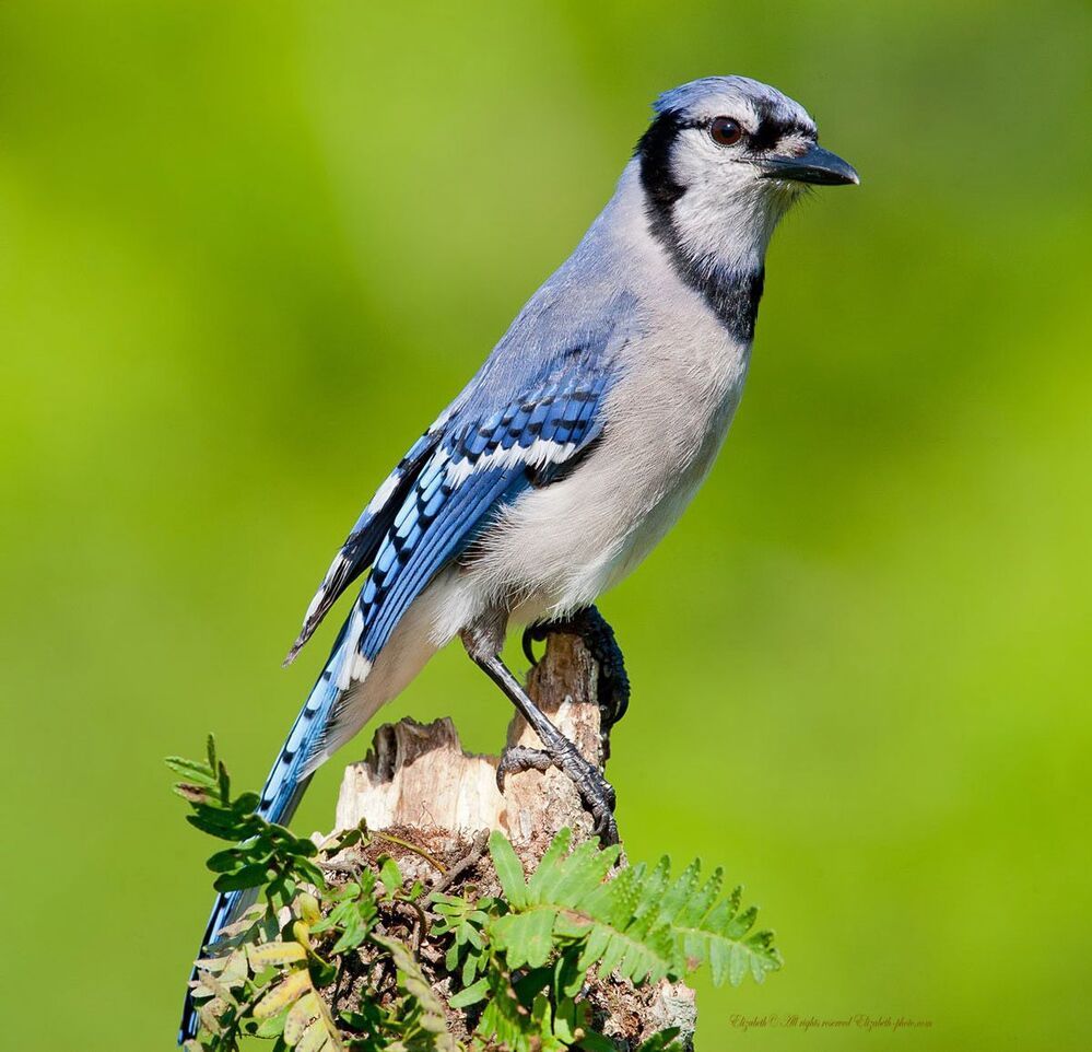 Голубая сойка - Blue Jay