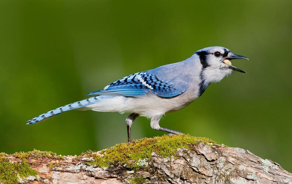 Голубая сойка - Blue Jay