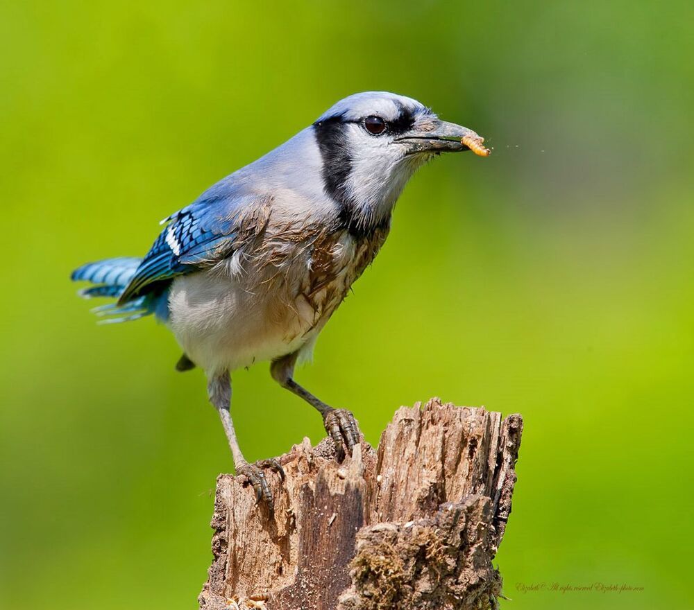 Голубая сойка - Blue Jay