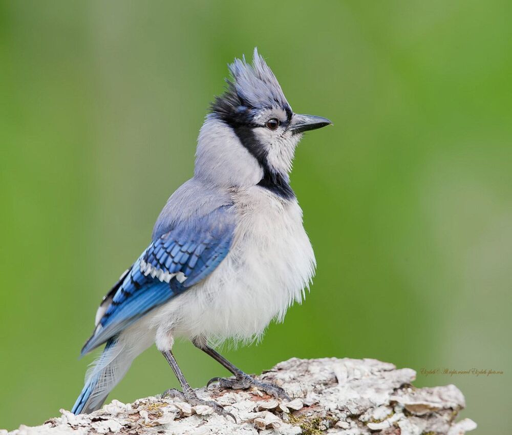 Голубая сойка - Blue Jay
