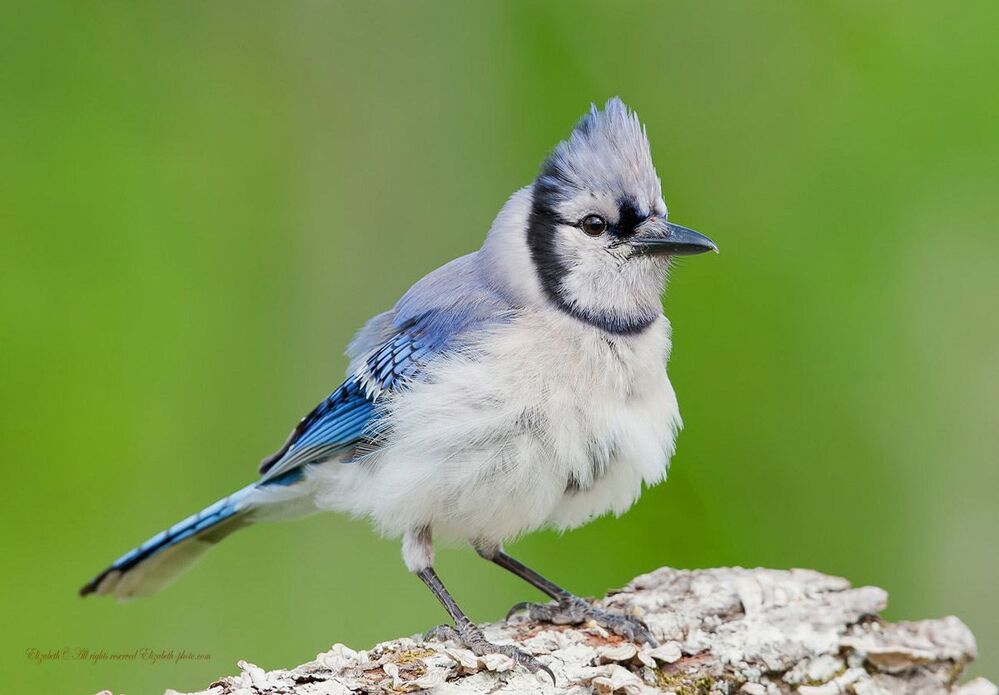 Голубая сойка - Blue Jay