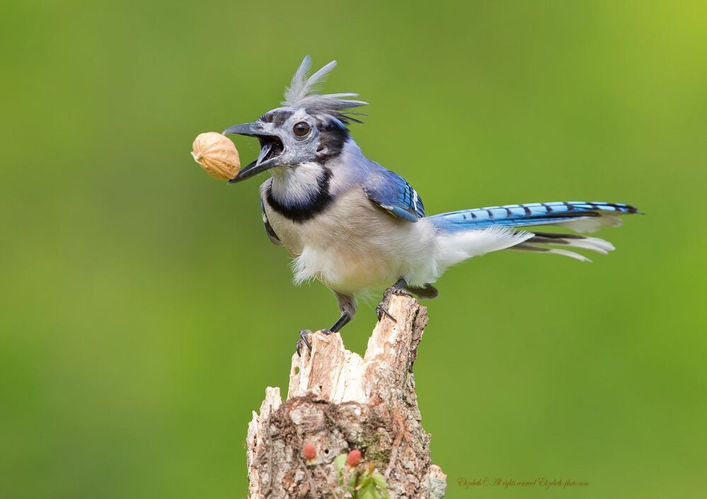Голубая сойка - Blue Jay
