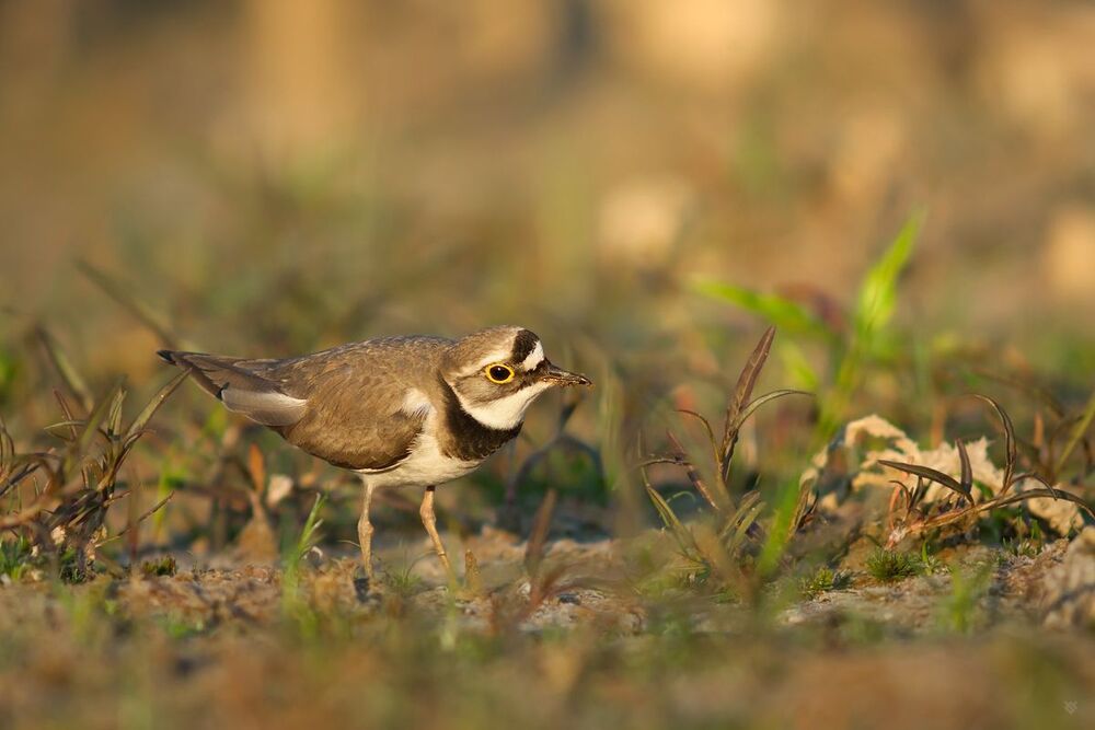 The Little Ringed Plover