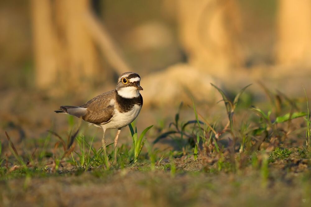 The Little Ringed Plover
