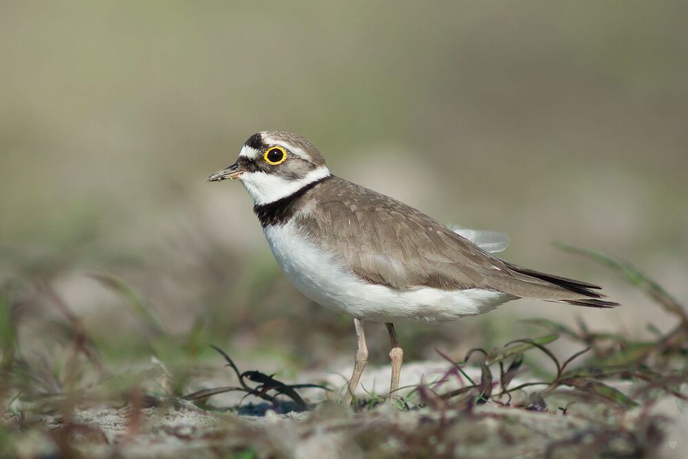 The Little Ringed Plover
