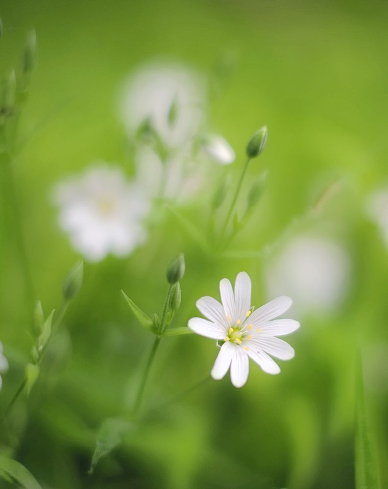 Fuji X-Pro 1, Leica Macro-Elmarit 60/2.8