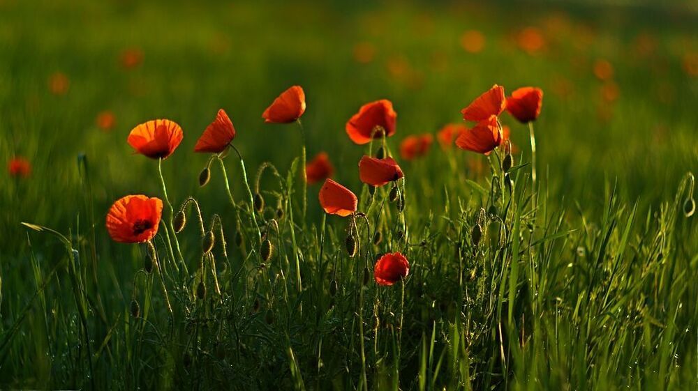 Poppies
