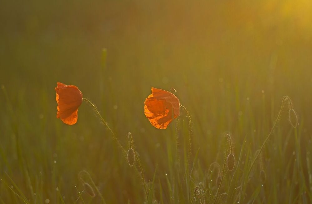 Poppies