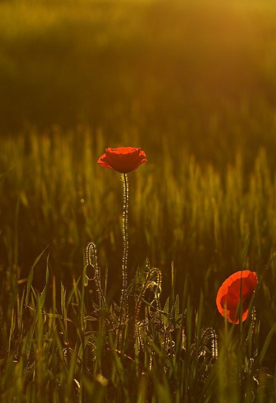 Poppies