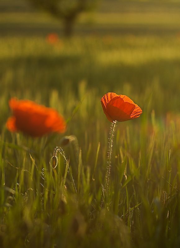 Poppies