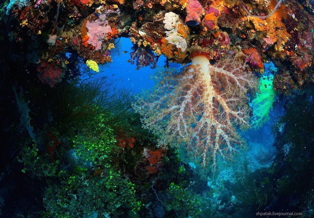 Truk lagoon. Wreck "Shinkoku Maru"