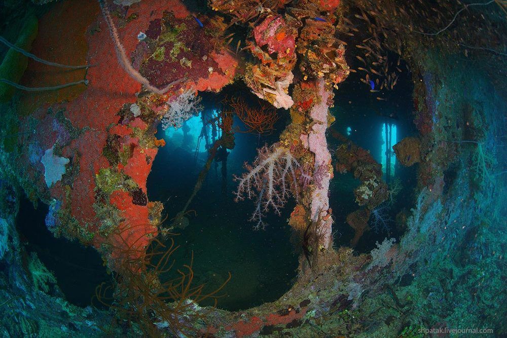 Truk lagoon. Wreck "Shinkoku Maru"