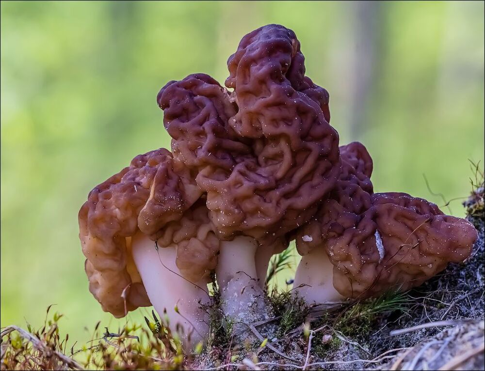 Шел,шел и нашел))