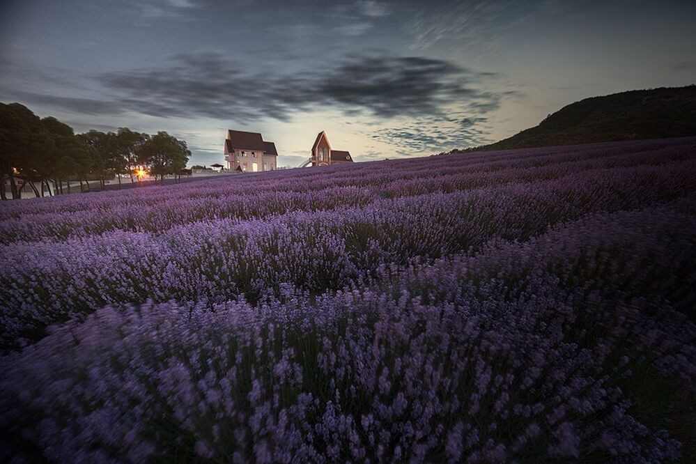 雪浪山薰衣草