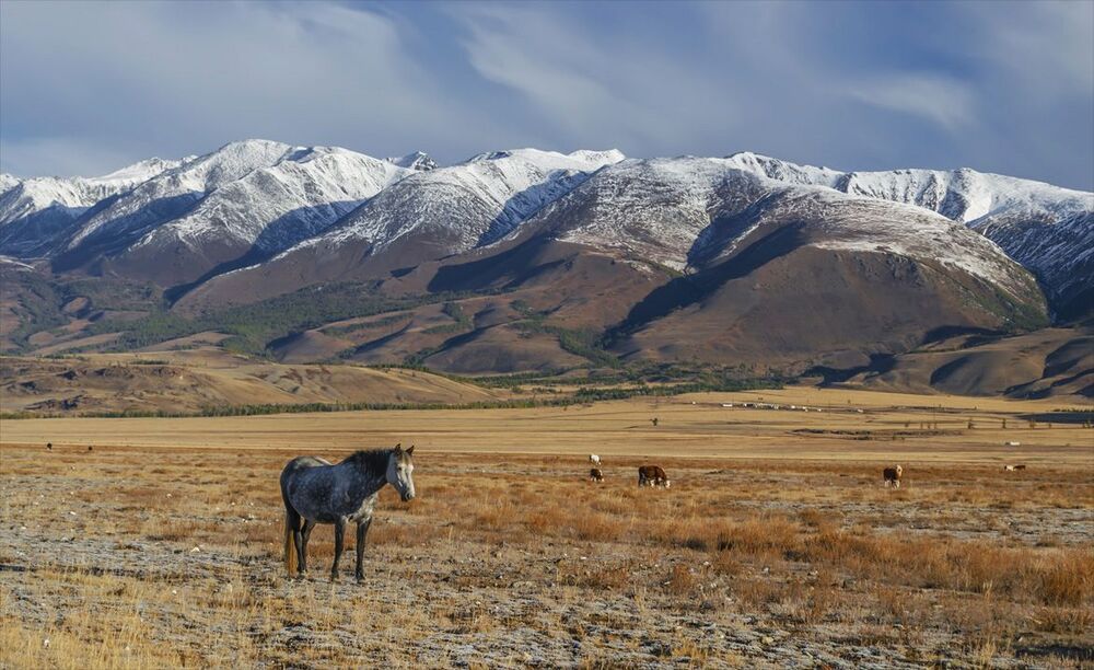 Курайская степь