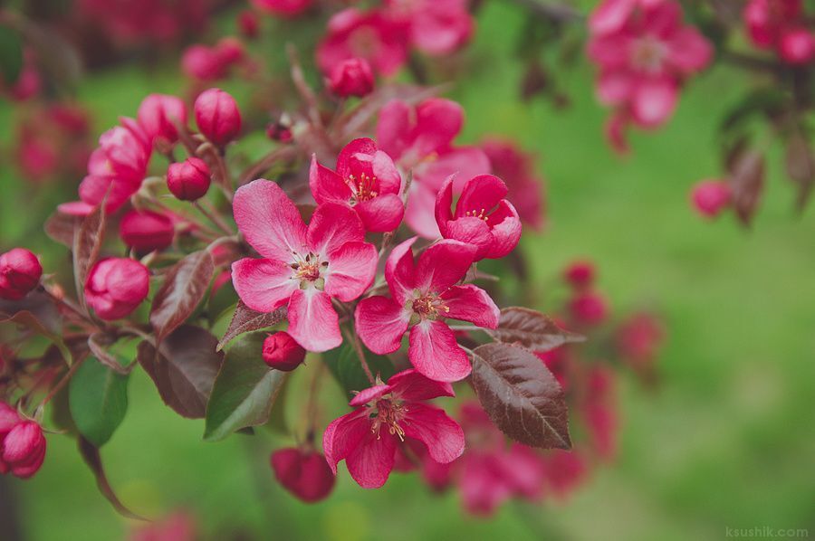 Pink Blossom