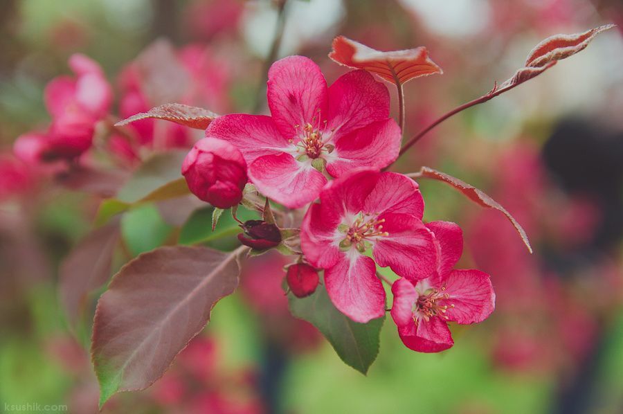 Pink Blossom
