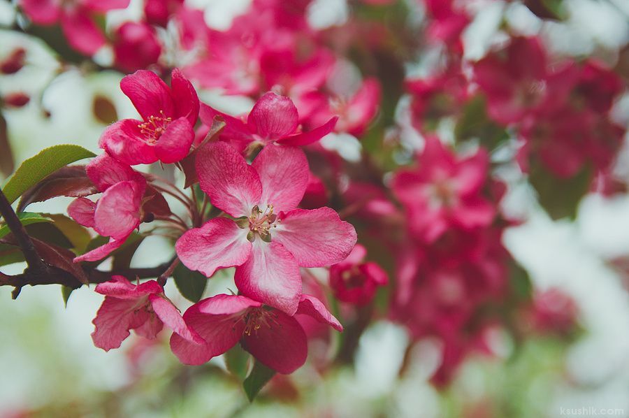 Pink Blossom