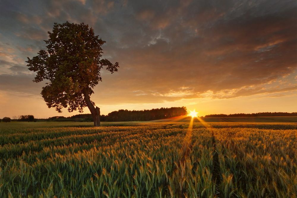 Golden june fields