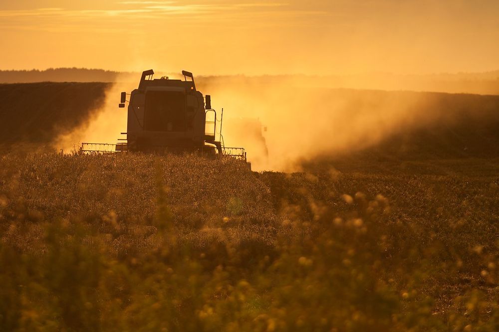 Polish Harvest