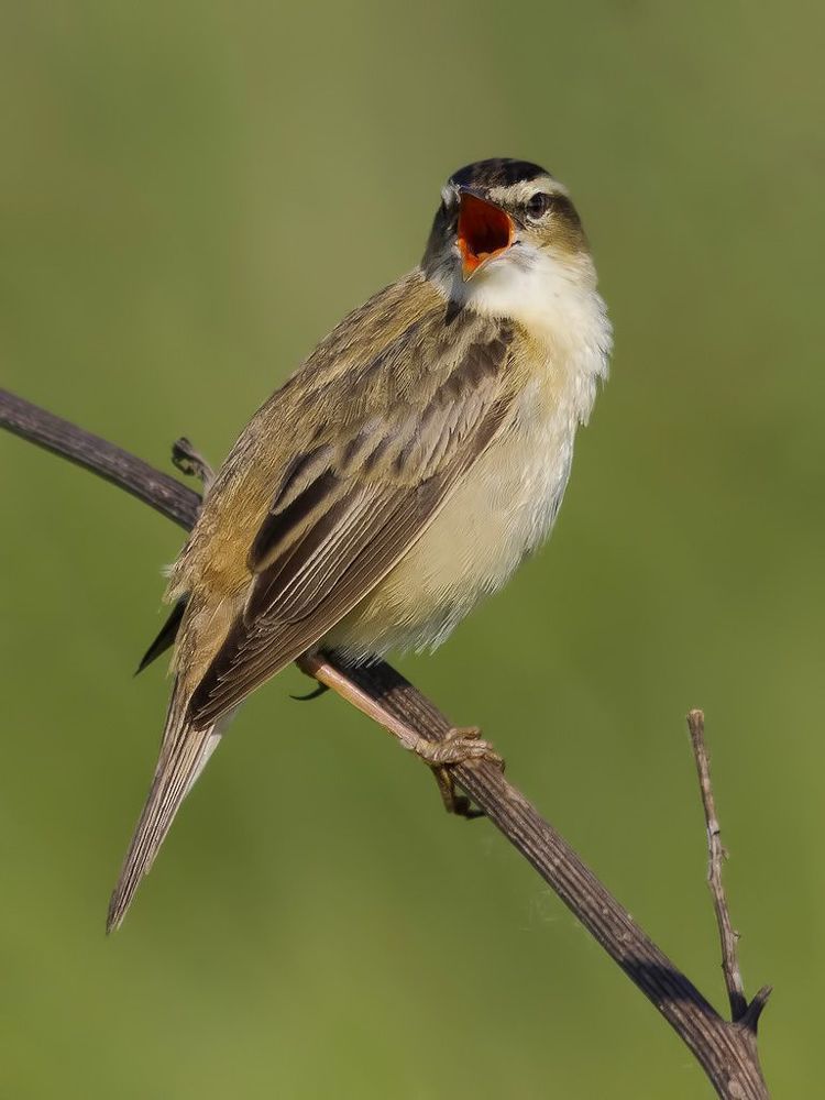 Камышевка-барсучок &mdash; Acrocephalus shoenobaenus.