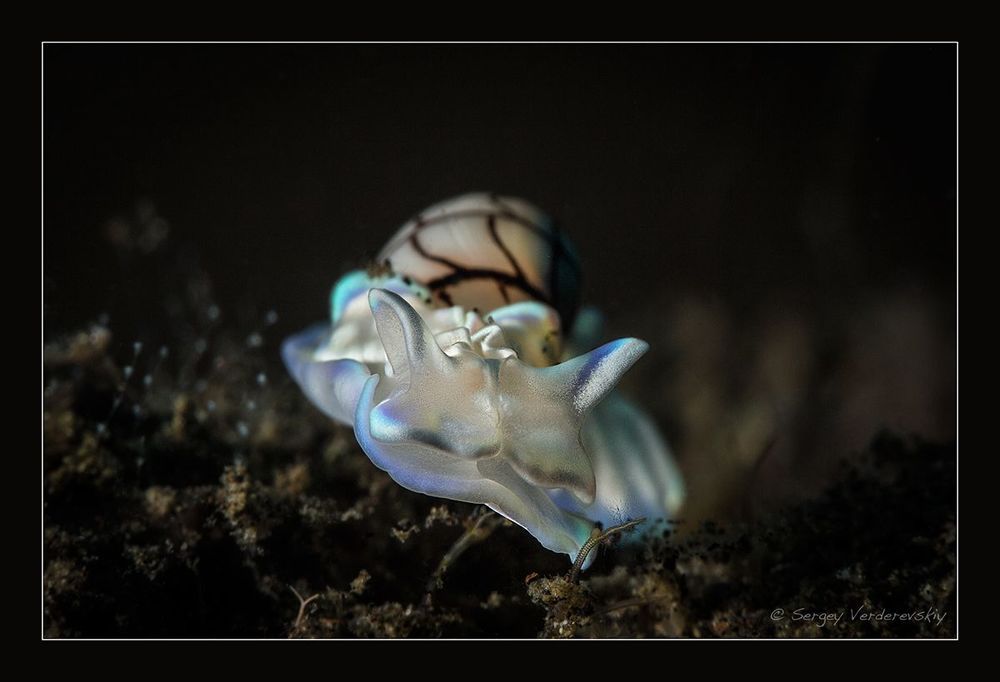 Indonesia. Bali. Melasti.