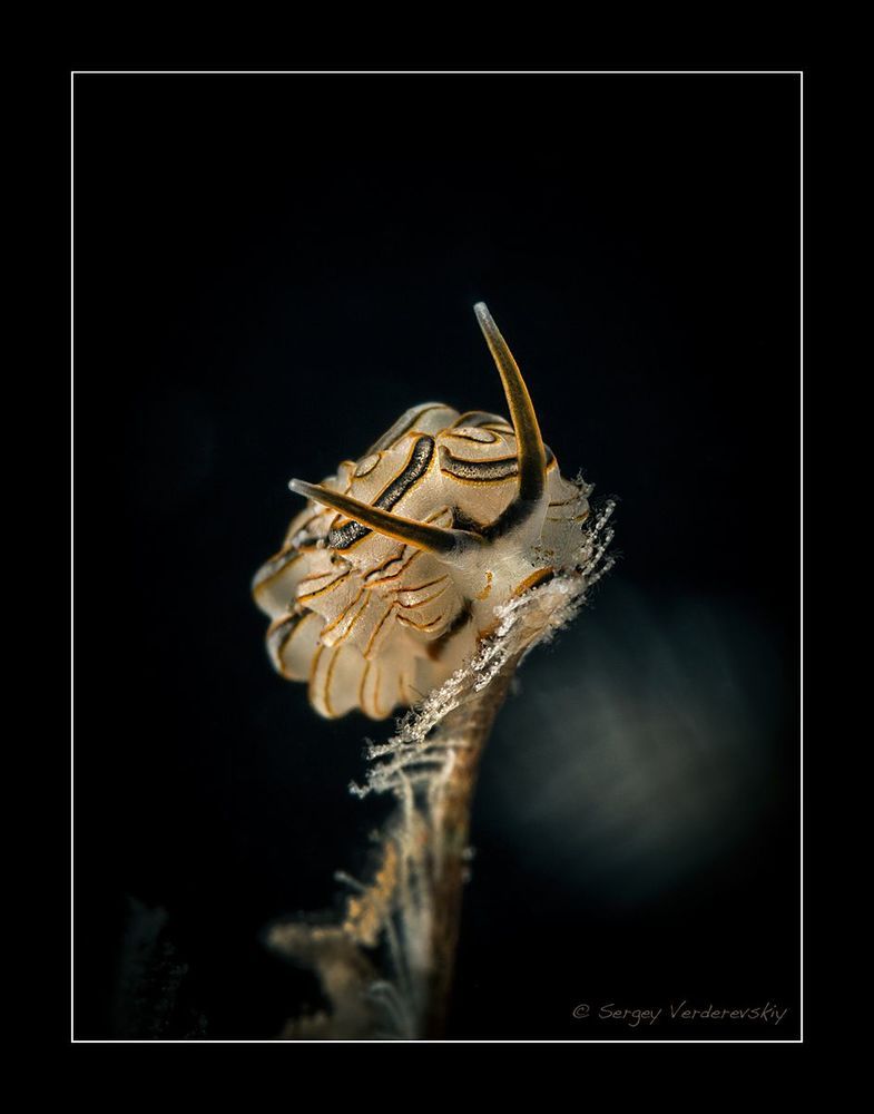 Indonesia. Bali. Scuba Seraya.