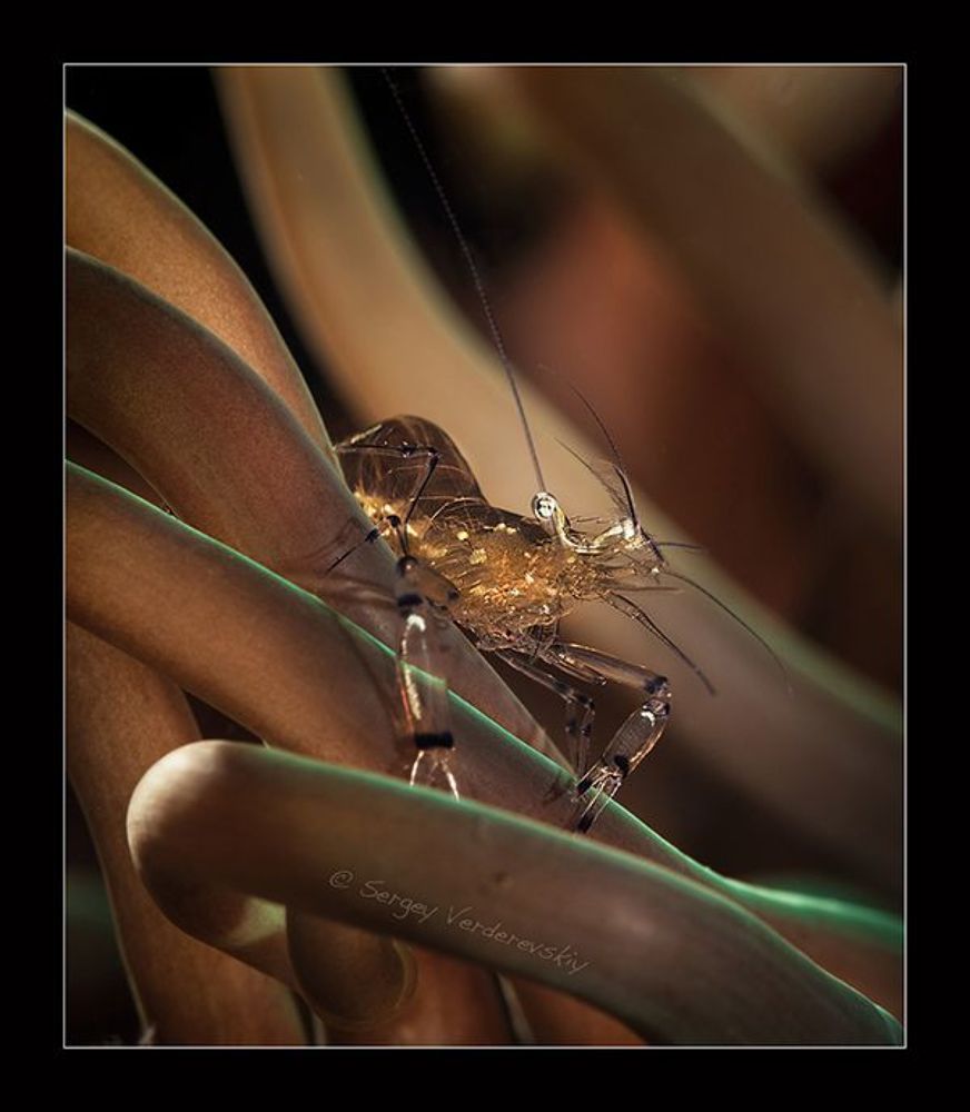 Indonesia. Bali. Scuba Seraya.