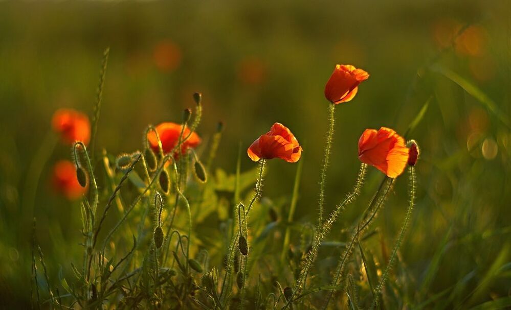 Poppies