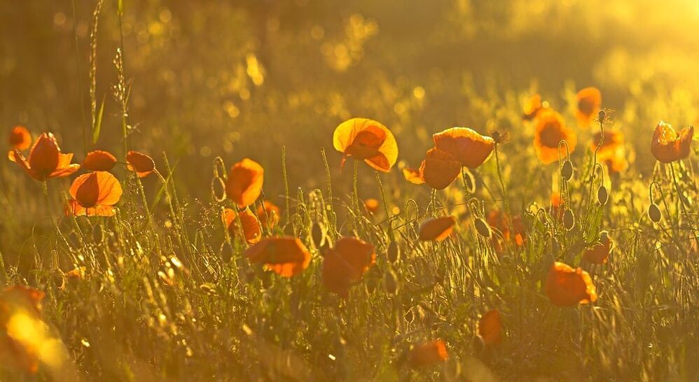 Poppies