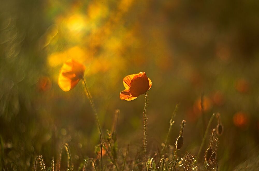 Poppies