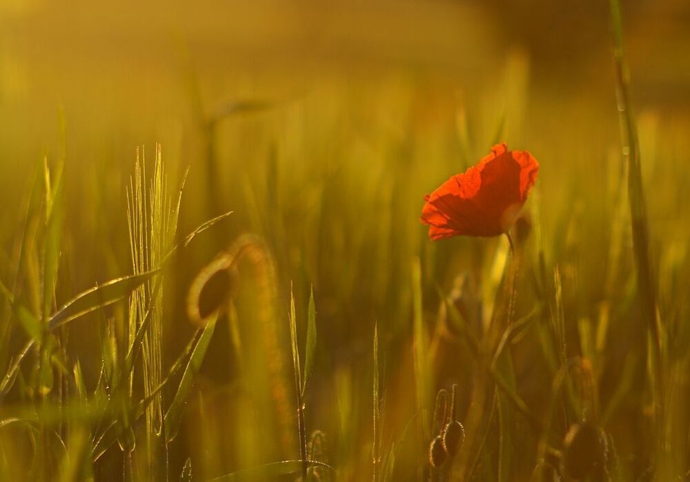 Poppies